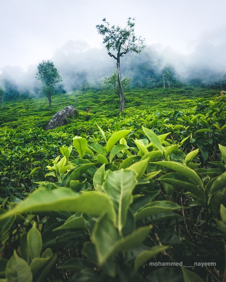 03 Nights & 04 Days Ooty Mysore Tour Package | Pickup & Drop from Mysore